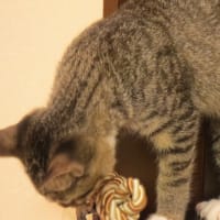 本日のきなこさん