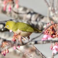 新年。鳥の撮りはじめ♪