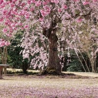 山陰の桜NO8　とっとり花回廊　3月28日