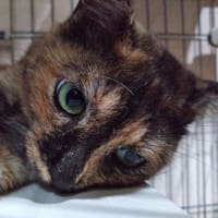 7月11日（金）危うく死ぬ所だったわ