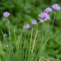 鉢植えの「シロウマアサズキ」