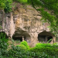 鎌倉散歩～若宮大路段葛・報国寺