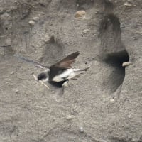 ショウドウツバメ