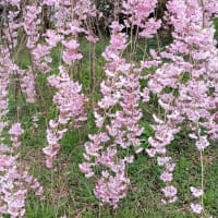 敦賀市内の桜を訪ねて