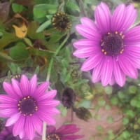 通りすがり花写メ〓４月17日21時28分〓