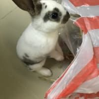 アプリでチンアナゴ飼育 タイ移住計画 タイ移住日記 アプリでチンアナゴ飼育 タイ移住計画 タイ移住日記
