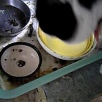 チビ太と海苔！