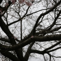 ようやくの桜の開花宣言