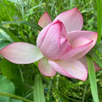 7月14日　蓮の花が開花、