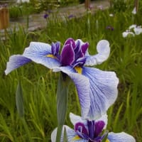 花しょうぶが咲く風景