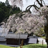 黒田の百年桜と常照皇寺の枝垂れ桜