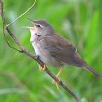 北海道で出会った鳥たち❾‼️    2025.6.22〜6.27    撮影