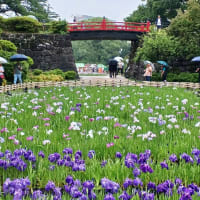 小田原城あじさい花菖蒲まつり