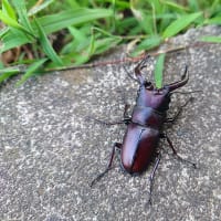 ノコギリクワガタが好きだ　ギラファアンデッド出現？