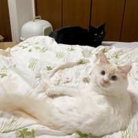 トノヒメがベッドにいるの癒される。　父のデイサービスお試し2ヶ所目。　ハーベスト キャラメルバナナ。