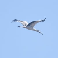 渡良瀬遊水地で鳥見