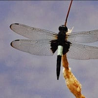 飛翔  ～コシアキトンボ～