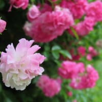 薔薇の悲しみ