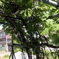 毛虫に食い尽くされた山ぶどう