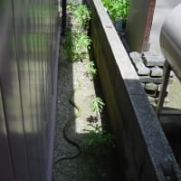 青大将が現れた