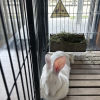 ちょっとずれた　だんご三兄弟