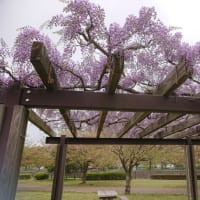 そろそろ藤の花ですね。🙆