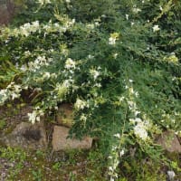 萩の花が揺れています