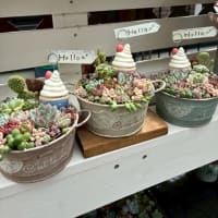 大きめリメ缶の贅沢寄せ植え　他 2025夏森 Zakkaの森作品紹介
