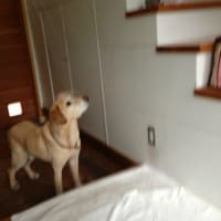 ジャッキーと戯れる日本