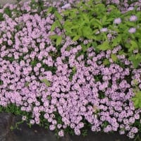 爽やかな5月の花巡り