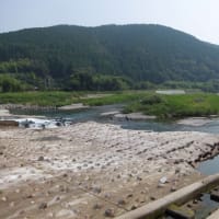 本日の海部川