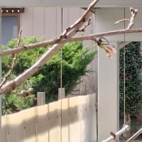 桜切る馬鹿