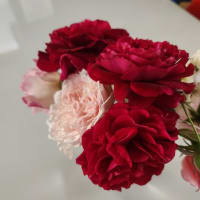今日の薔薇