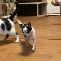 暑いけどテテさんは元気です！