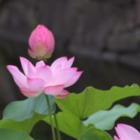 白鳥庭園の睡蓮・蓮の花-2