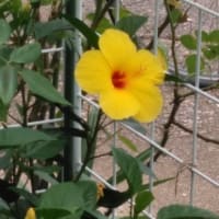 何が？なんだか？わからないコロナウイルス。