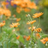 ５月に撮ったお花たち ⅱ