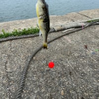 コロナラムダ株