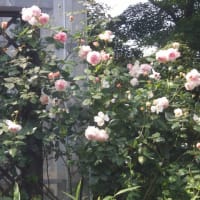 ハウス前を夏花壇に・草取り