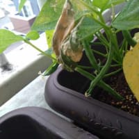 プランター菜園、ちょこっと収穫・・・・・。(^^ゞ