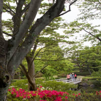 日本庭園･新緑と花の賑わい　（Ⅳ）