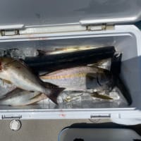 １３日・釣果