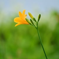 咲き始めのニッコウキスゲ