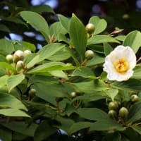 夏椿