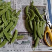 美味しい物達