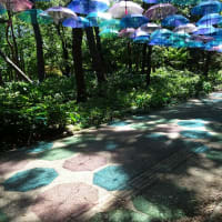 長居植物園の花菖蒲
