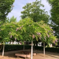 犬と猫との暮らし～AARJapan夏募金をほんの少し振込ました～