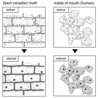 中２理科①−３　植物と動物の細胞の観察　8th grade biology ~observation : the structure of cells of plants and animals~