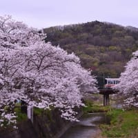 桜 と 姫新線電車