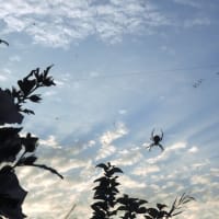早朝散歩を始めた